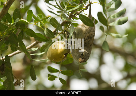 Großbaum Finch (Camarhynchus geflohen) Essen Geoffroea Spinosa Frucht Parte Alta Puerto Velasco Ibarra Floreana Galapags Stockfoto