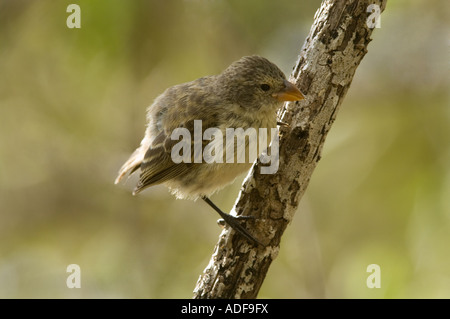 Großbaum Finch (Camarhynchus geflohen) unreif thront auf Zweig Parte Alta Puerto Velasco Ibarra Floreana Galapagos Stockfoto