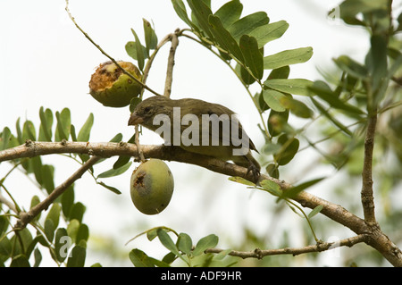 Großbaum Finch (Camarhynchus geflohen) ernähren sich von Geoffroea Spinosa Frucht, Invesive, einzuführen, Baum, Floreana, Galapagos Stockfoto