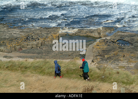 Menschen in warme Kleidung zu Fuß in die Dünen mit Oyster Catcher auf Felsen in der Nähe von Bamburgh Northumberland England Vereinigtes Königreich UK Stockfoto