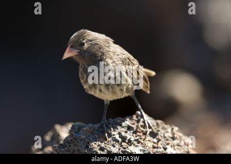 Klein-billed Boden Finch (Geospiza Fuliginosa) juvenile Weibchen, thront auf Felsen Darwin Bay Genovesa Galapagos Ecuador, Mai 2007 Stockfoto