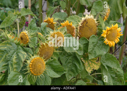 Sonnenblumen im letzten Stadium der Blüte bei Alnwick Gardens Northumberland England Vereinigtes Königreich UK Stockfoto
