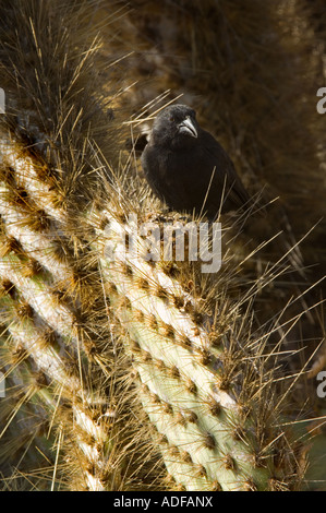 Gemeinsamen Kaktus-Fink (Geospiza Scandens) erwachsenen männlichen Fütterung auf Opuntia spp. Kakteen Samen Dragon Hill Santa Cruz Galapagos Ecuador Stockfoto