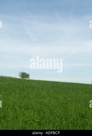 Grüne Hügel, Baum im Hintergrund Stockfoto