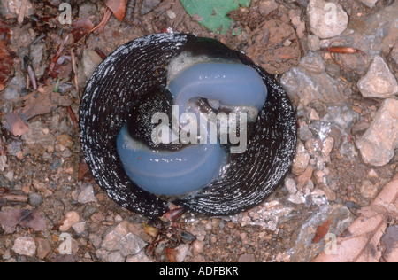 Europäische schwarze Schnecken, Arion Ater. Paarung Stockfoto