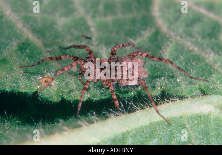 Wolfspinne, Pardosa SP weiblich mit Nymphen auf Bauch. Stockfoto