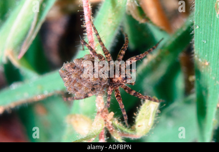 Wolfspinne, Pardosa SP weiblich mit Nymphen auf Bauch. Stockfoto