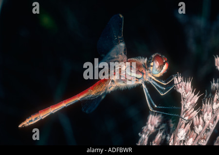 Gemeinsamen Libelle Darter, Sympetrum striolatum Stockfoto