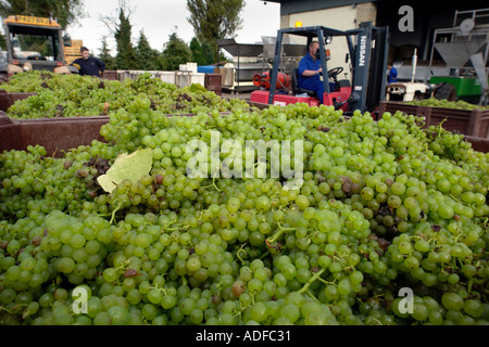 Rekordernte Ernte der Trauben bei drei Chöre Weinberg Newent Gloucestershire England UK Stockfoto