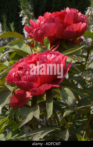 Japanische Baum Pfingstrose, Paeonia Suffruticosa-Hybride 'Taiyo' (die Sonne) West Yorkshire Garden UK, April Stockfoto