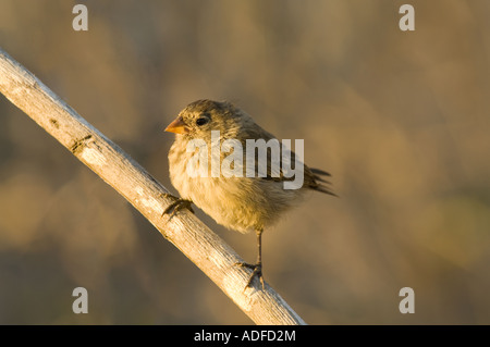 Klein-billed Boden-Fink (Geospiza Fuliginosa) unreif thront auf Zweig Abendlicht Coleta Tejo Darwin Vulkan Isabela Stockfoto