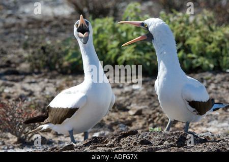 Maskierte Sprengfallen (Sula Dactylatra Granti) paar umwerben, Genovesa Tower Island, Galapagos, Ecuador Stockfoto