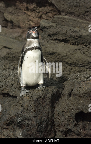 Galapagos Pinguin (Spheniscus Mendiculus) juvenile stehend auf dem Lavagestein, Bartolome Insel Galapagos Ecuador Stockfoto