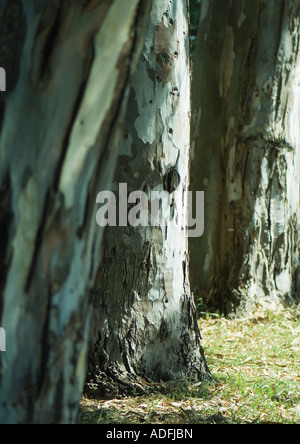 Baumstämme Stockfoto