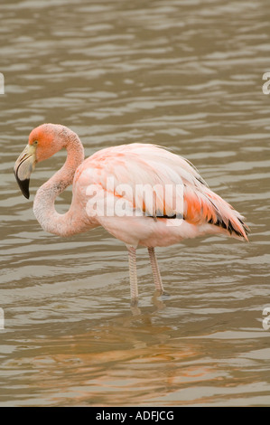 Größere Flamingo (Phoenicopterus Ruber) Punta Cormoran, Floreana Insel, Galapagos, Ecuador Stockfoto