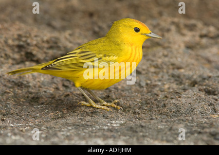 Schnäpperrohrsänger (Dendroica Petechia Aureola) Männchen, Punta Cormoran, Floreana, Galapagos-Inseln, Ecuador Stockfoto