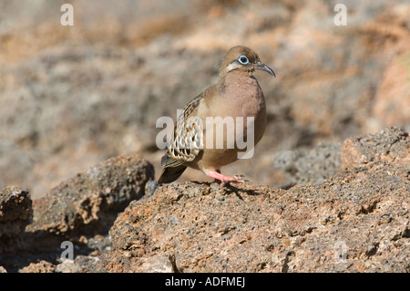 Galapagos Taube (Zenaida Galapagoensis) auf Rusty Lavagestein, Darwin Bay, Genovesa Tower Island, Galapagos Stockfoto