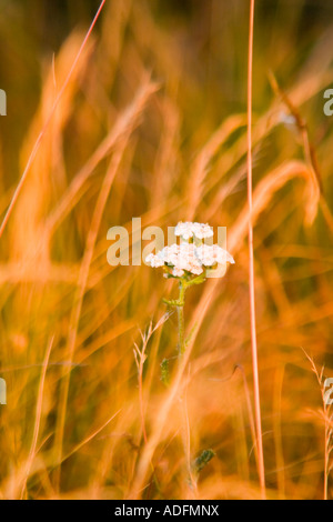 Weiße Blume in Dänemark am Blavandshuk Stockfoto