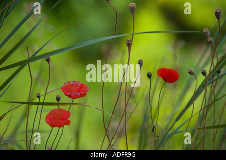 Mohnblumen in wilde Wiese Stockfoto