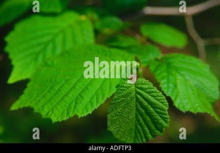 Gemeinsamen Hazel Baum Blätter Stockfoto