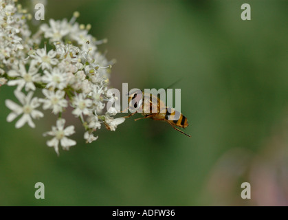 Schwebfliege ernährt sich von Bärenklau Blume Stockfoto