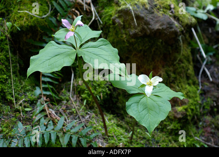 Western Trillium Trillium Ovatum in voller Blüte Frühling 2007 Stockfoto