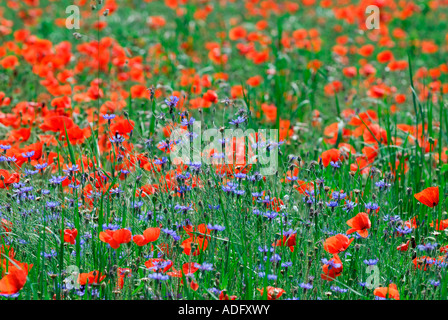 Kornblumen - Centaurea Cyanus - im Bereich der Mohn, Sud-Touraine, Frankreich. Stockfoto