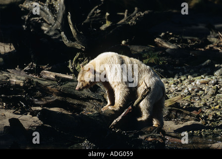 Spirit Kermode Bär säen in der Great Bear Rainforest von British Columbia Kanada Stockfoto