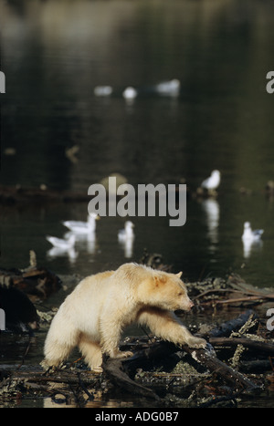 Spirit Kermode Bär säen in der Great Bear Rainforest von British Columbia Kanada Stockfoto