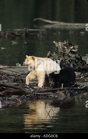 Spirit Kermode Bär Sau und ihrer schwarzen Cub in der Great Bear Rainforest von British Columbia Kanada Stockfoto
