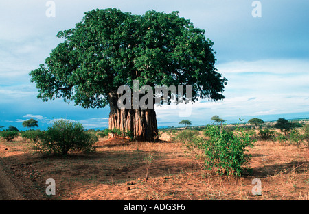 Afrikanische Baobab-Baum im Blatt Affenbrotbäume Digitata Tarangire Nationalpark Tansania Stockfoto