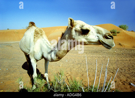 Kamel Wüste arabischen Nahen Osten-Dubai Stockfoto