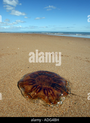 Quallen angespült am Balmedie Strand in der Nähe von Aberdeen, Scotland, UK Stockfoto