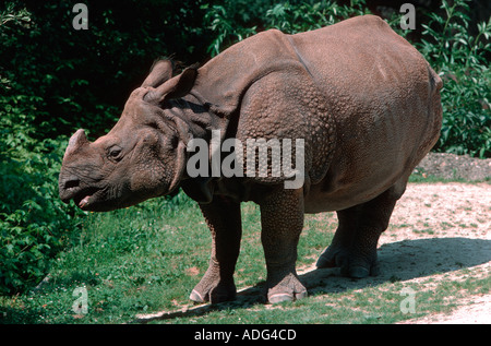 Mehr einem gehörnten Nashorn Rhinoceros Unicornis Zoo Basel Schweiz Stockfoto