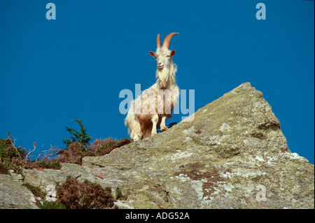 Wilde wilde Ziege Capra Hircus Carradale Bay Mull of Kintyre Schottland UK Stockfoto