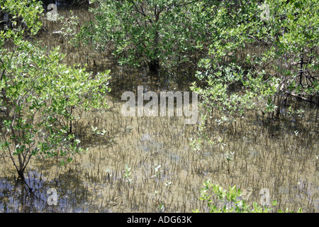 Atmung Wurzeln vertuschen einem Mangrovensumpf in Terengganu, Malaysia. Stockfoto