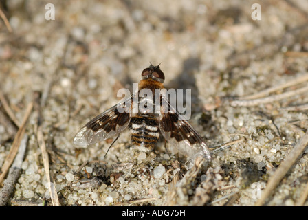 Fleckige Bee-Fly (Thyridanthrax Fenestratus) Stockfoto