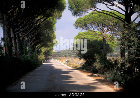 Straße Parco della Maremma Alberese Toskana Italien Stockfoto