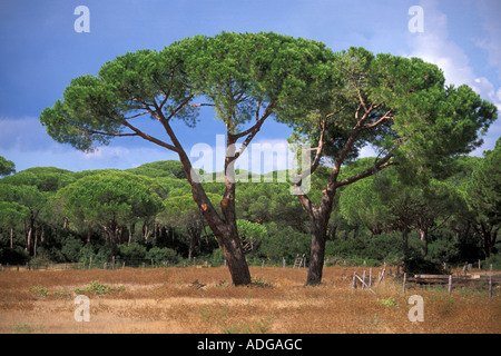 Pinaster Parco della Maremma Alberese Toskana Italien Stockfoto