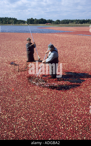 Landwirtschaft in Massachusetts, USA, Arbeiter in der Wasser-Felder, die Ernte der Beeren für Ocean Spray Cranberries Cranberry Stockfoto