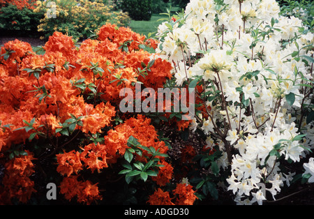 Rhodedendron Tage Pause und Exbury White Kew Gardens Surrey Stockfoto