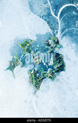 Grass aus Eis Stockfoto