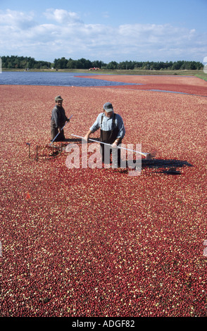 Sammeln von Reife Preiselbeeren auf der Ocean Spray Cranberry-Farm in Plymouth, Massachusetts, USA Stockfoto