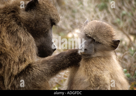 Erwachsenen Chacma Pavian (Papio Ursinus) pflegen ein Juvenile, Cape Peninsula Reserve, Südafrika Stockfoto
