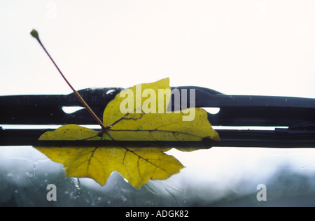 Herbst-Field-Ahornblatt stecken unter dem Rand des Auto-Scheibenwischer Stockfoto