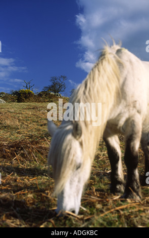 Wildes Pony Weiden auf Dartmoor-Nationalpark in der Grafschaft Devon England UK Stockfoto