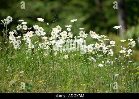 Ein Feld von Gänseblümchen wachsen in der Nähe von einer Fläche von Woodland Stockfoto