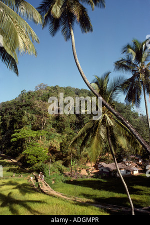 Pfad durch die Reisfelder in der Nähe von Kandy Sri Lanka Stockfoto