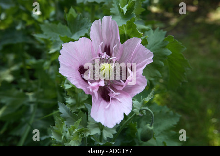 Blume lila große Schlafmohn (Papaver Somniferum), Hampshire, England. Stockfoto