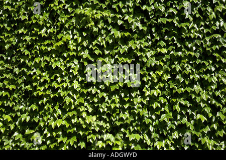grüne Hedera Helix oder gemeinsamen Englisch Efeu über die Mauer der alten Admiralität in London Großbritannien Europa Stockfoto